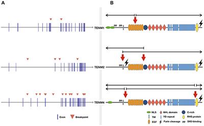 Teneurins: An Integrative Molecular, Functional, and Biomedical Overview of Their Role in Cancer